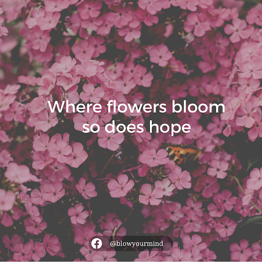 Where flowers bloom so does hope– Lady Bird Johnson