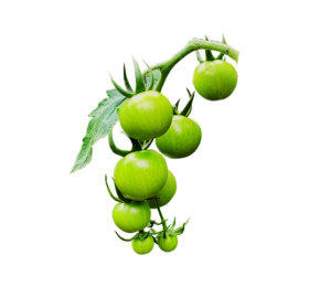 Green Cherry Tomato