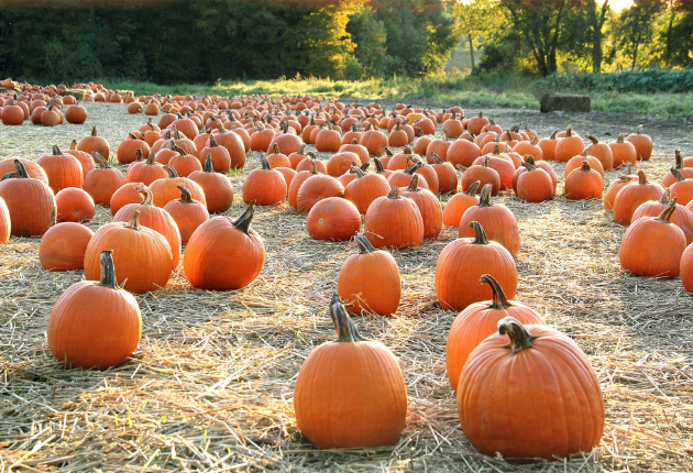 Pumpkin is less because of suffering from heavy rains, fungal diseases, and drought